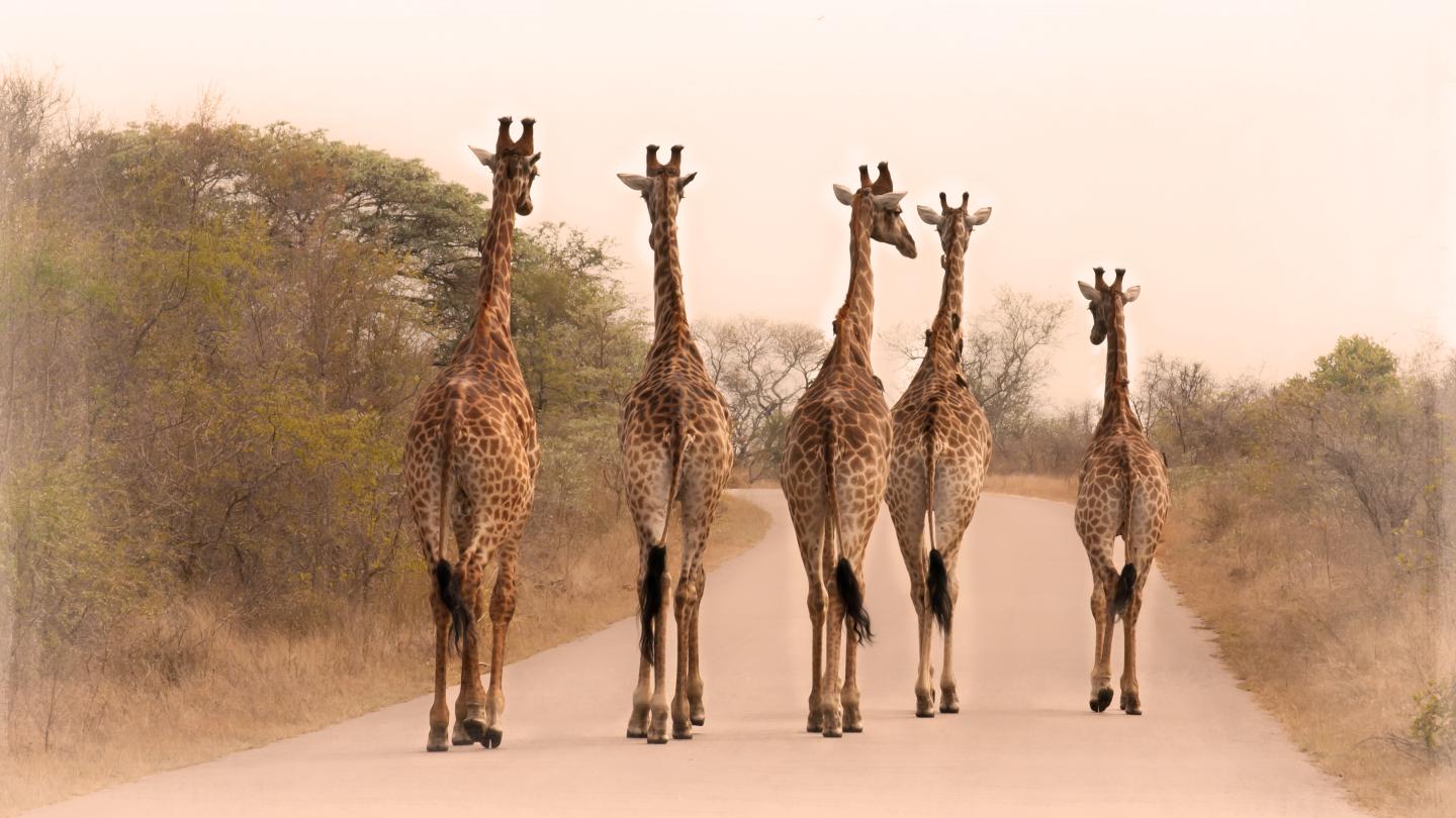 five giraffes on the road