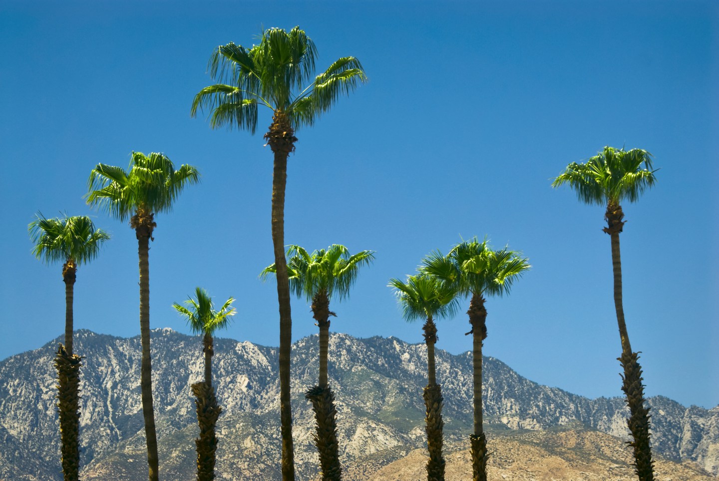 USA, California, Palm Springs, palms and mountains