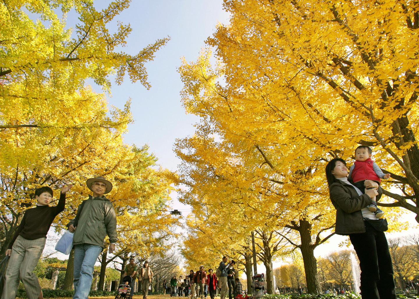 People take a stroll under ginkgo yellow