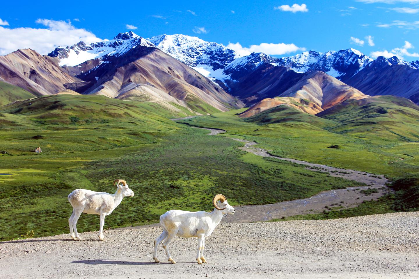 Dall Sheep at the Polychrome Overlook