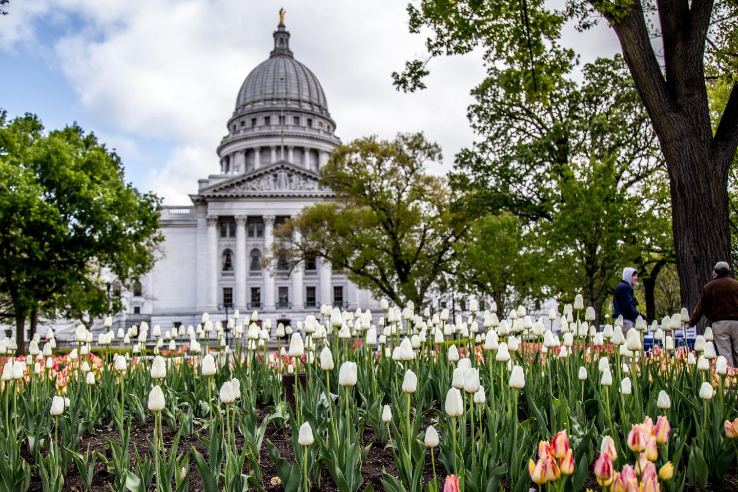 Capitol and Tulips