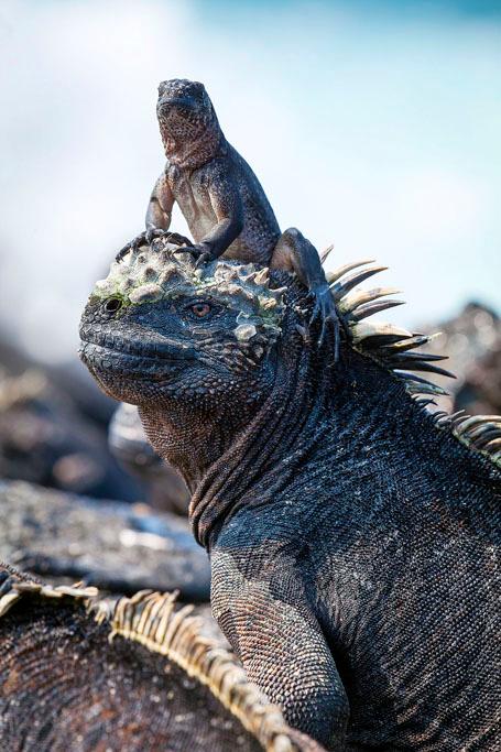 PLANET EARTH II_ Islands*EMBARGOED UNTIL 00.01 OCTOBER 6 2016*