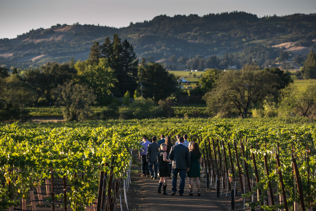 Harvest Time in Sonoma County