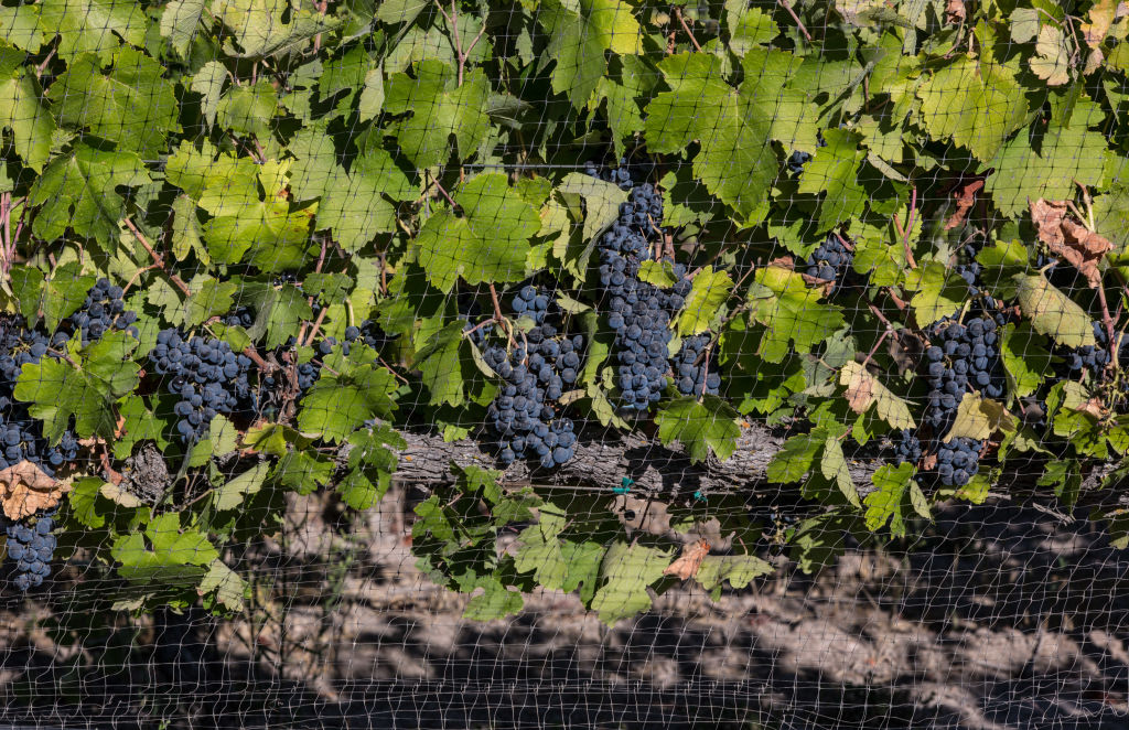 Wine Tasting in Los Olivos