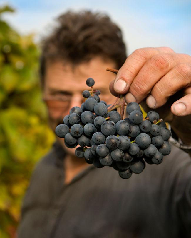 Dautel-German Wines-Grapes