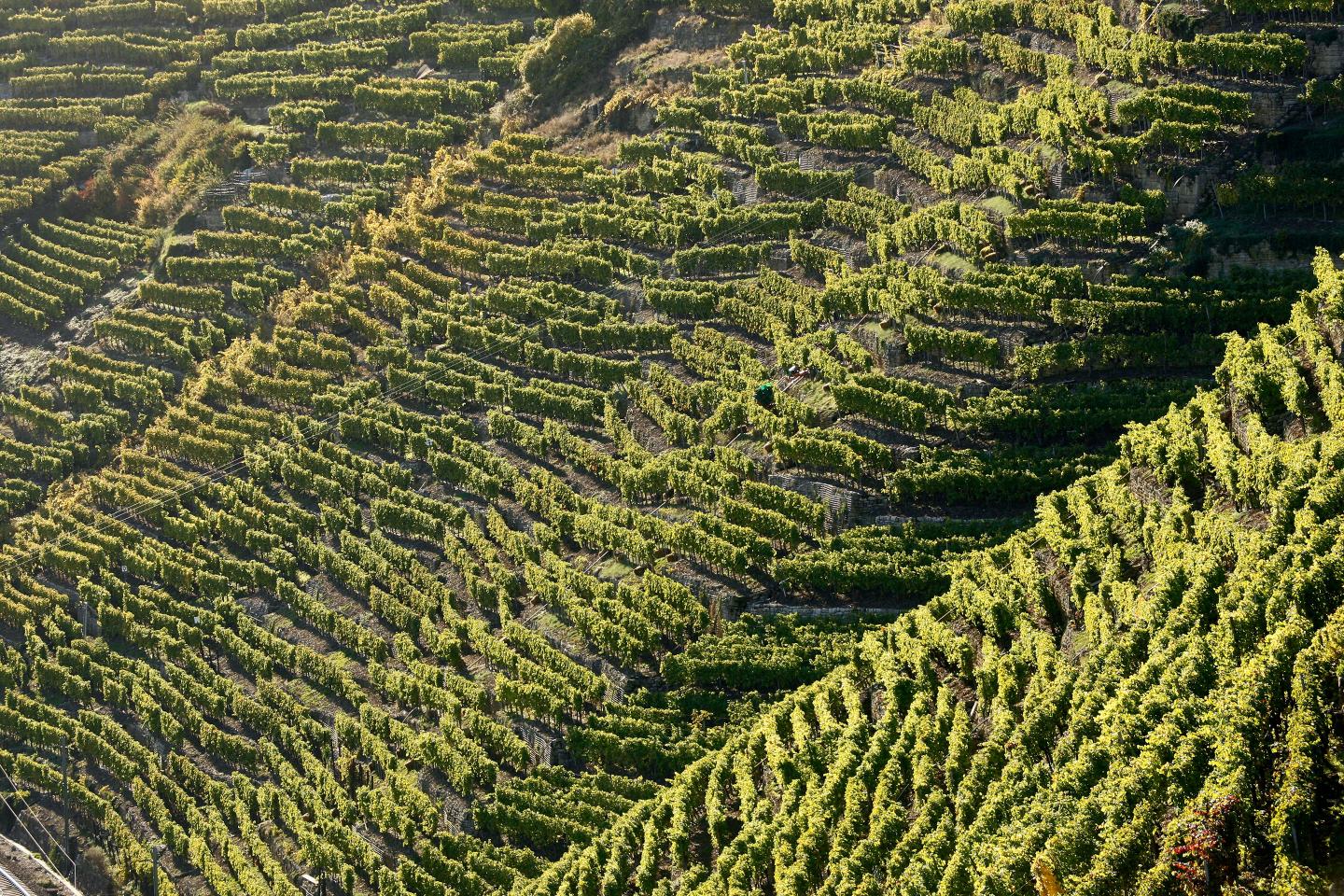 Dautel-German Wines-Vineyards-wide