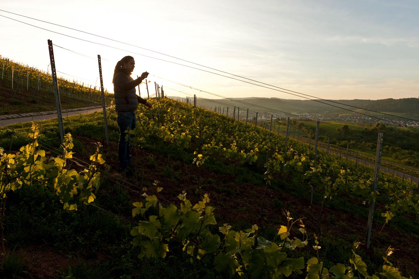 Dautel-German Wines-Vineyards