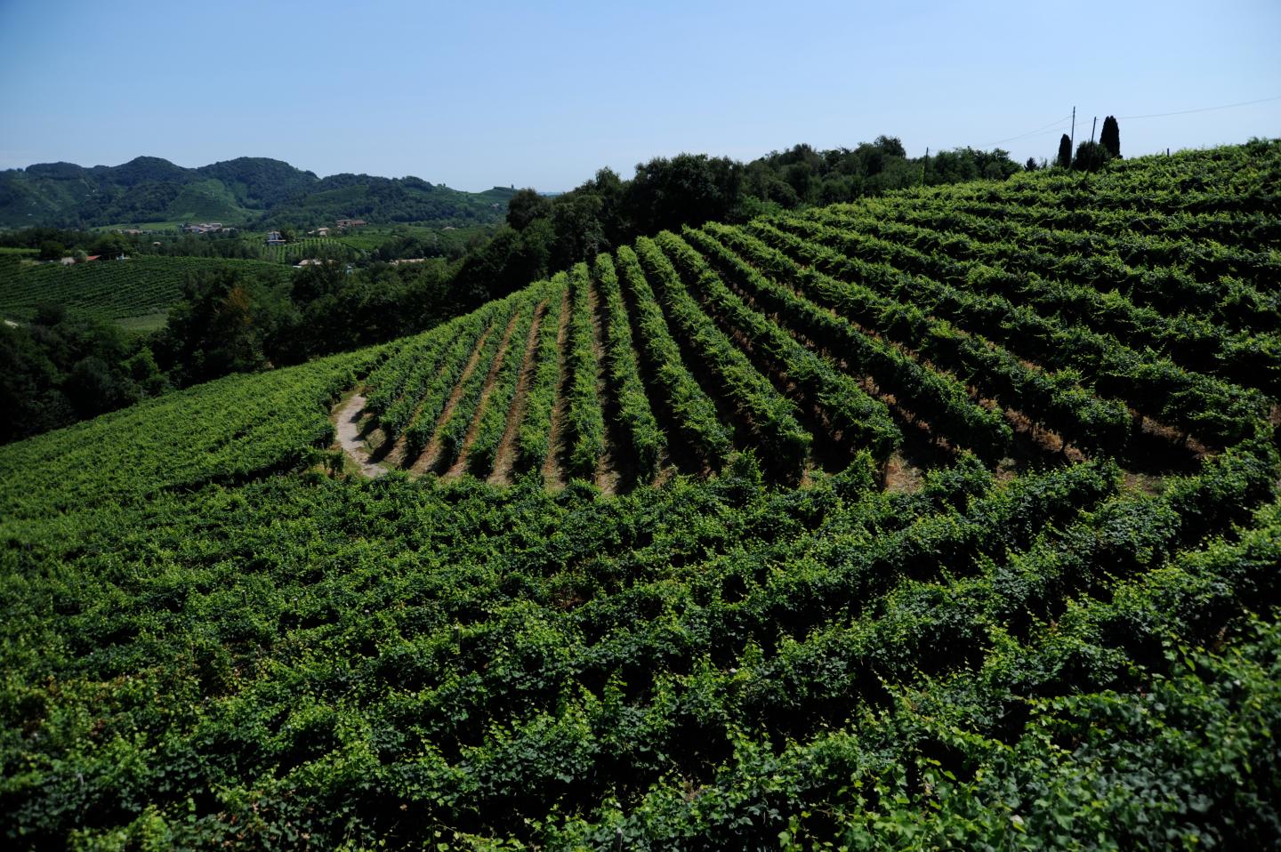 Valdobbiadene, a wine growing area in the province of Treviso, Veneto, Italy.