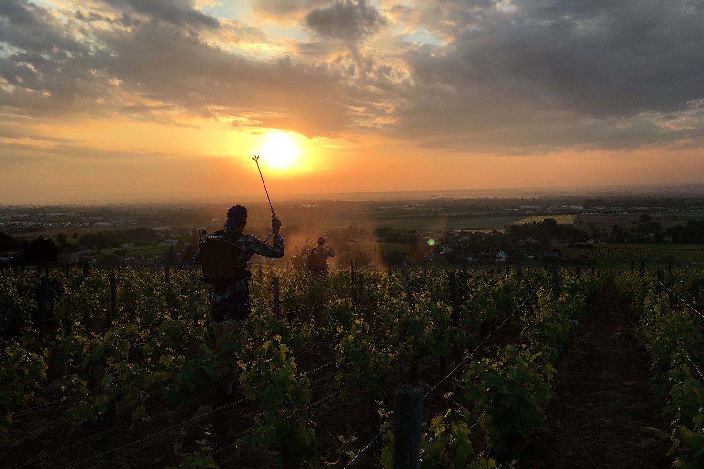 Bret-Brothers-Biodynamic-silicate-501-spraying