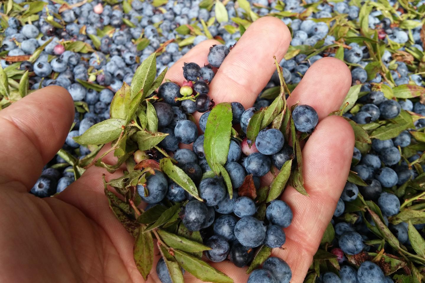 Fruit Wine-Bluet-Blueberries