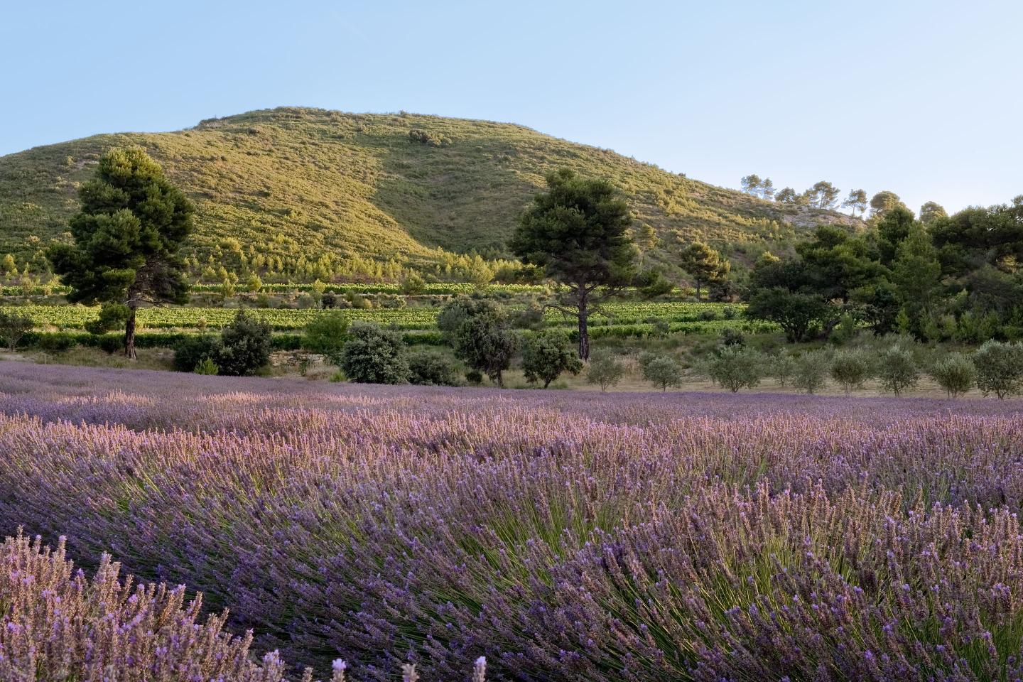 PAS09.19-Provence Abbaye de Pierredon wine estate