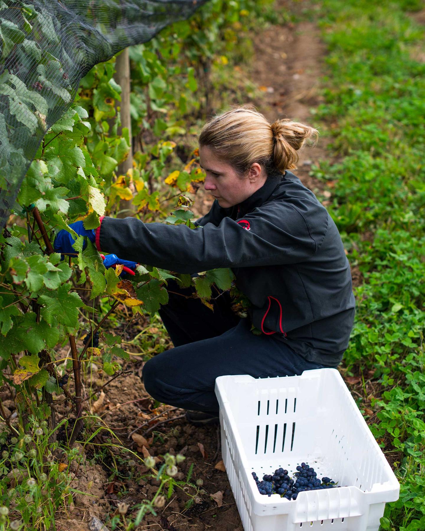 Heart & Hands Susan Higgins Picking Pinot Noir grapes