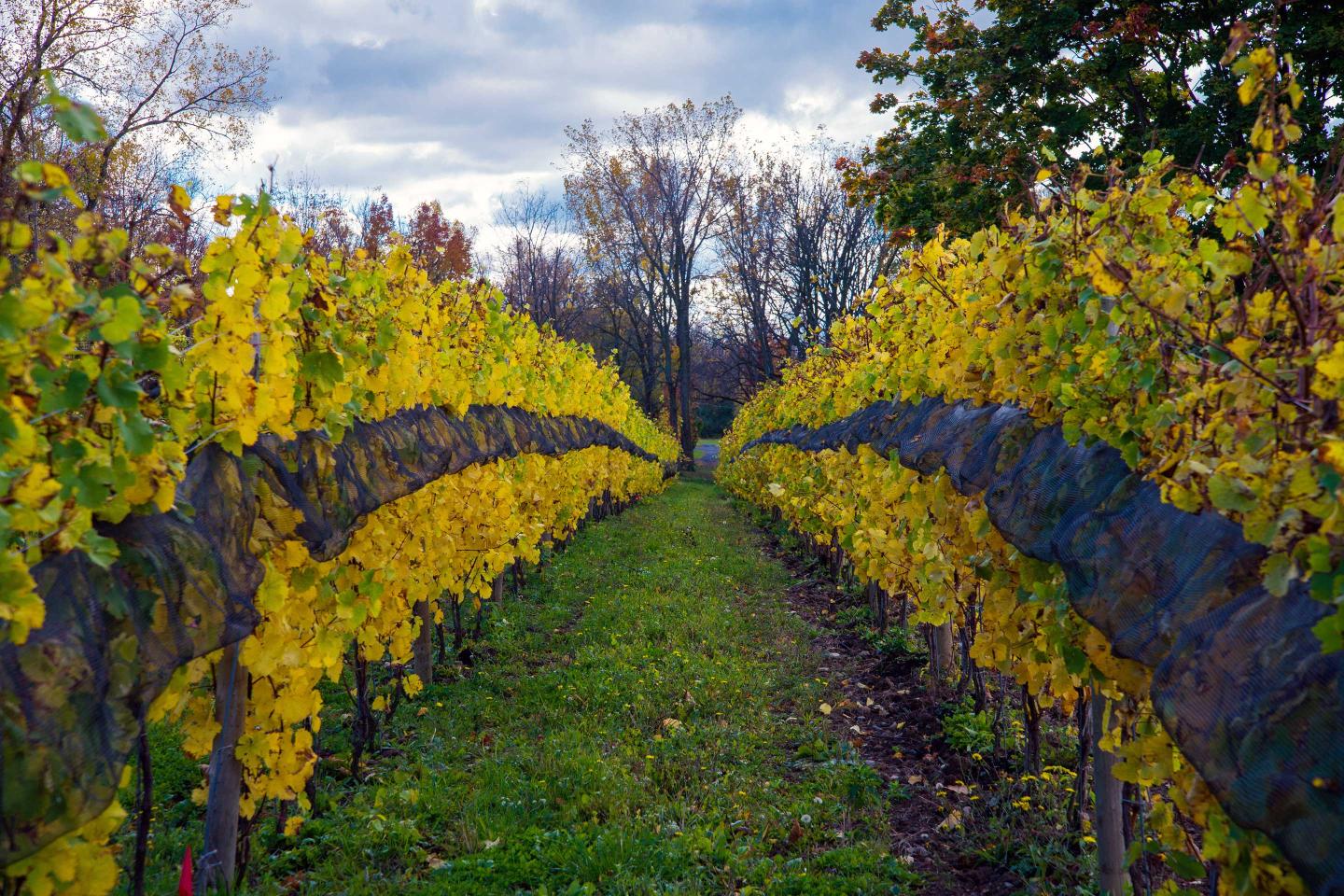 Heart & Hands Riesling Vines Finger Lakes Region