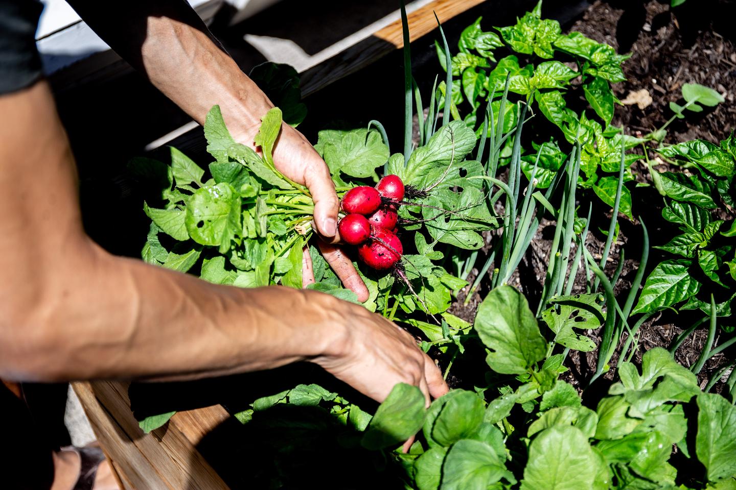 Vancouver Tasting Menus-Ugly Dumpling Garden