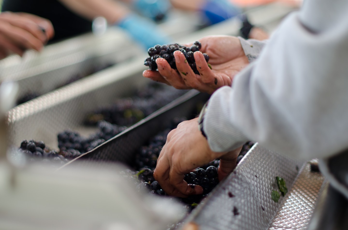 Sorting grapes at Heart & Hands