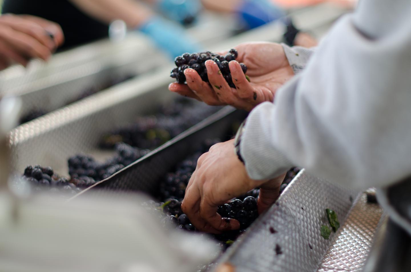 Sorting grapes at Heart & Hands