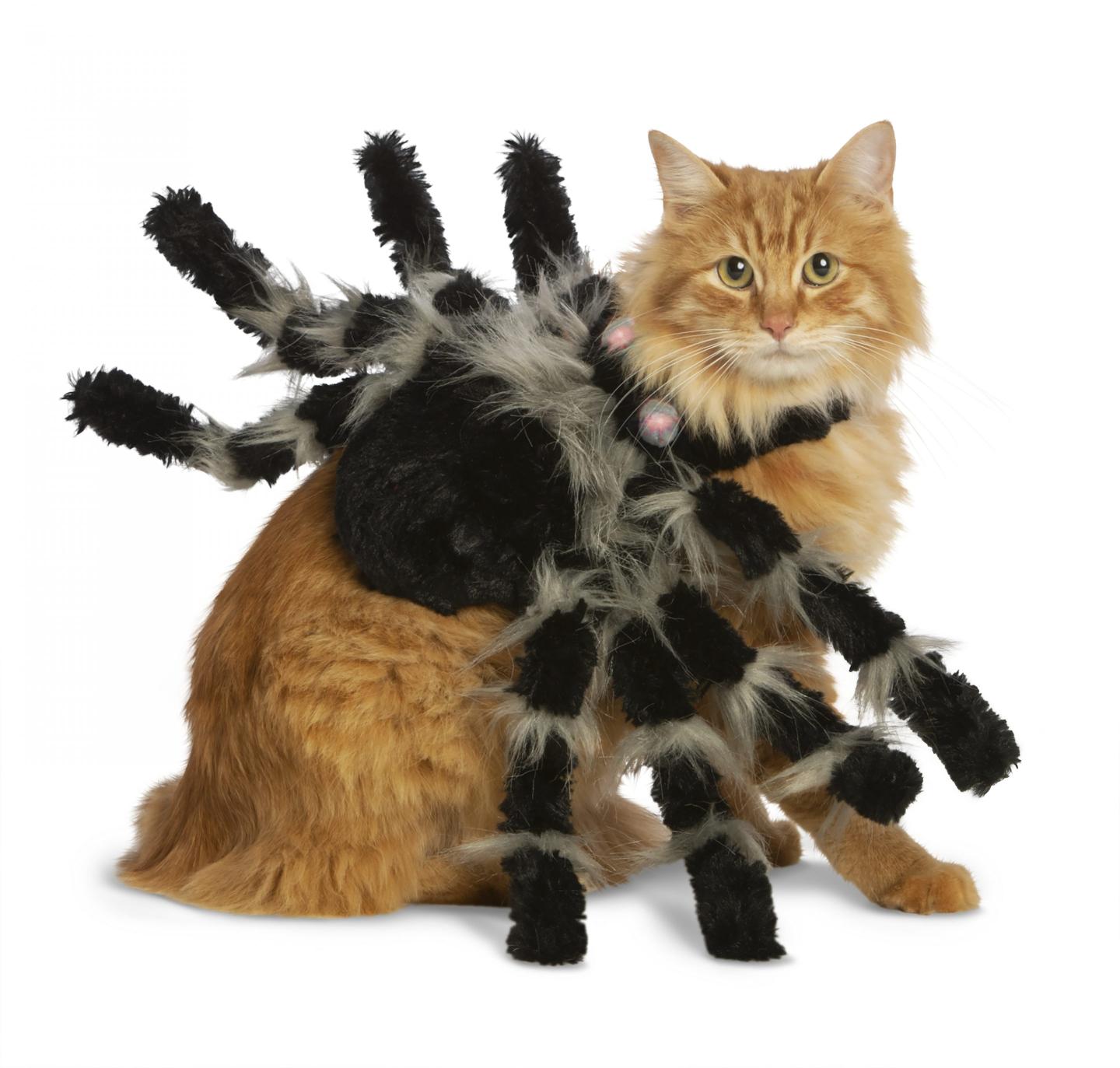 Spider