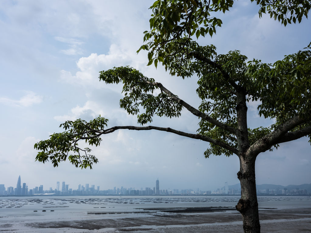 Hong Kong and Shenzhen Grapple Over China's Future