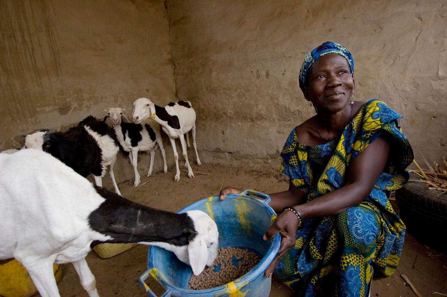 Heifer International 