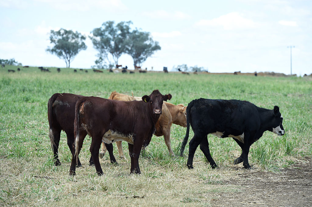 Operations Inside Bindaree Beef Ltd. As China's Money Could Help Kill Two Cows Every Minute in Australia