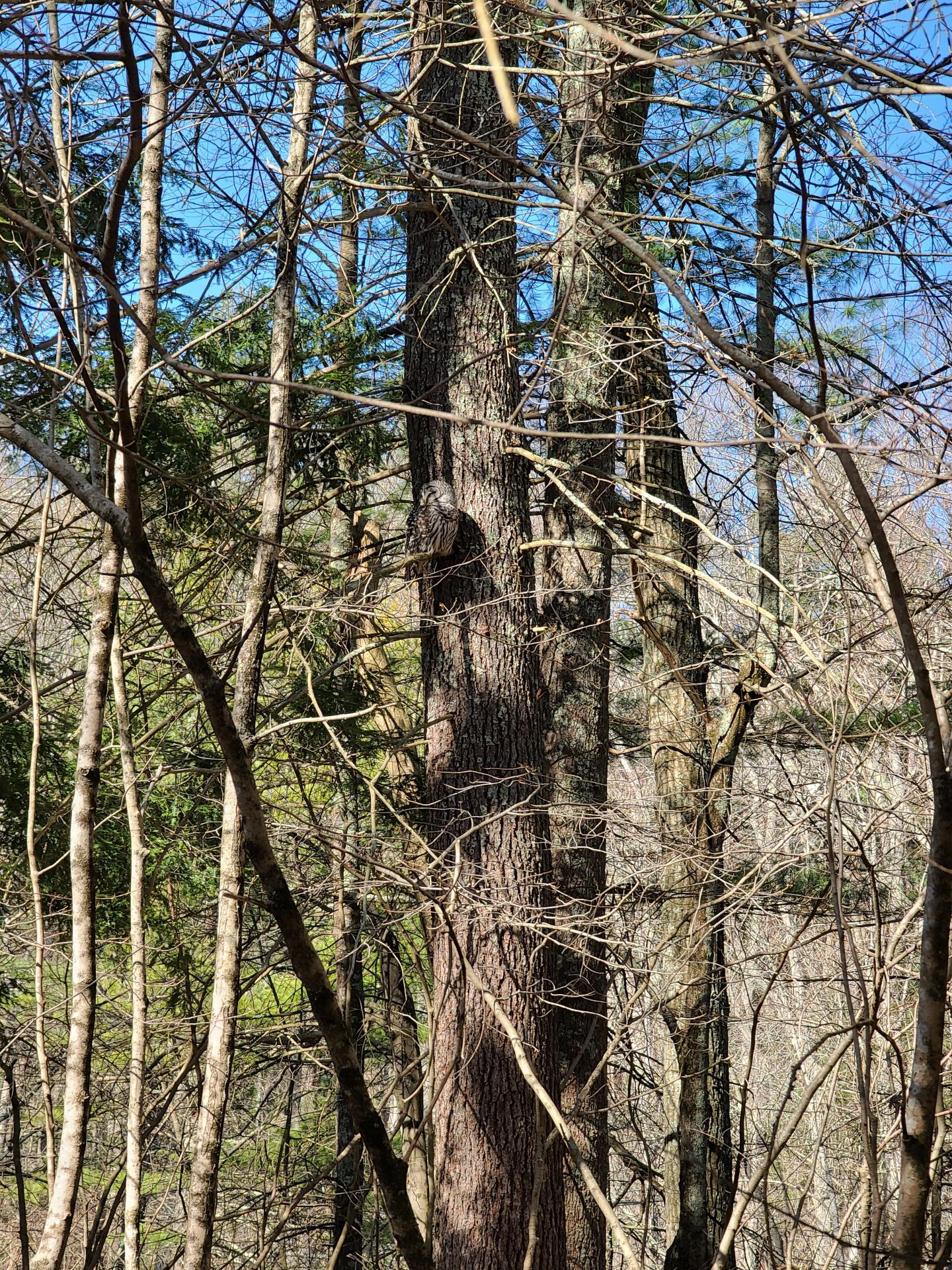 an owl in the woods