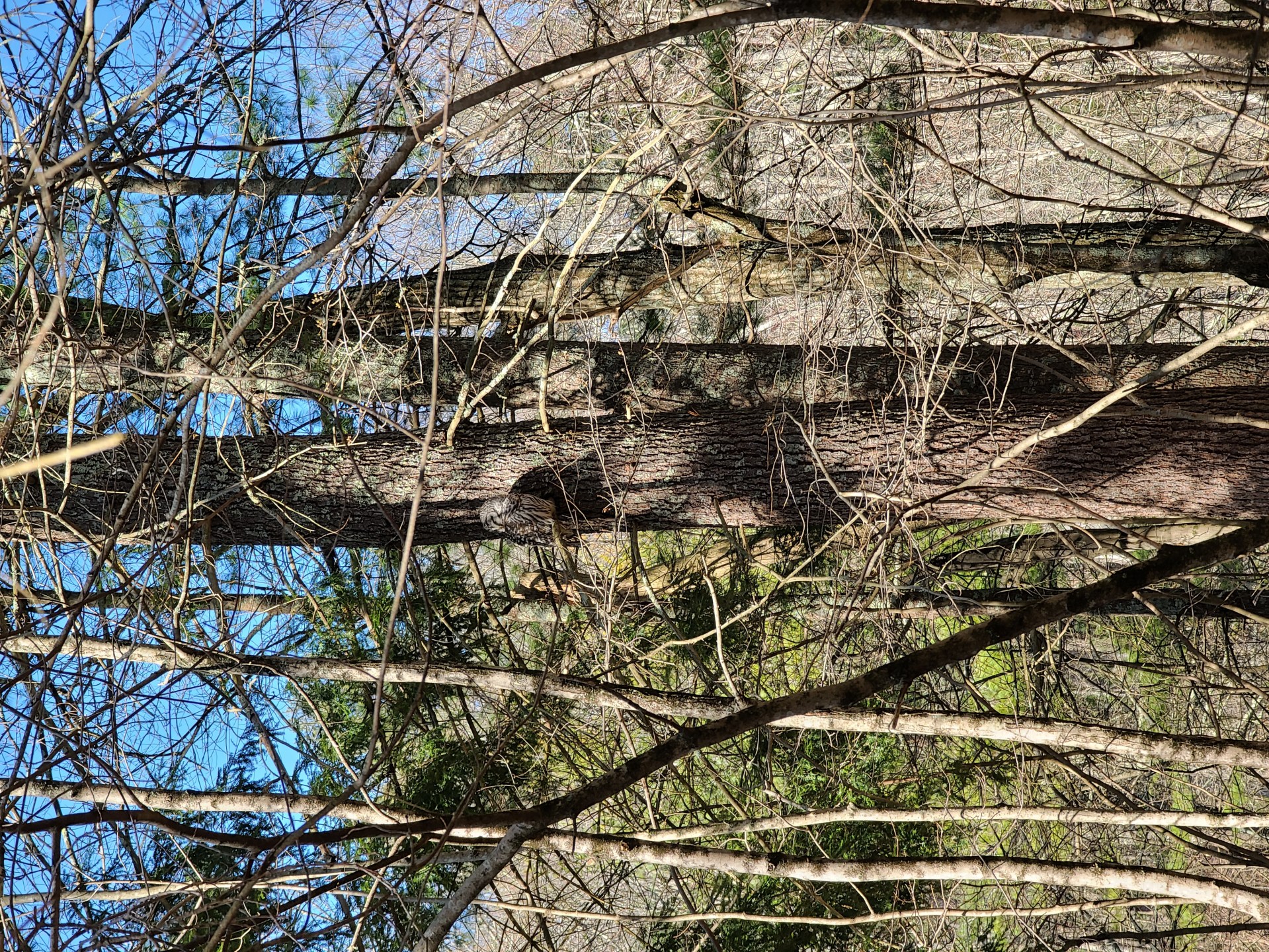 an owl in the woods