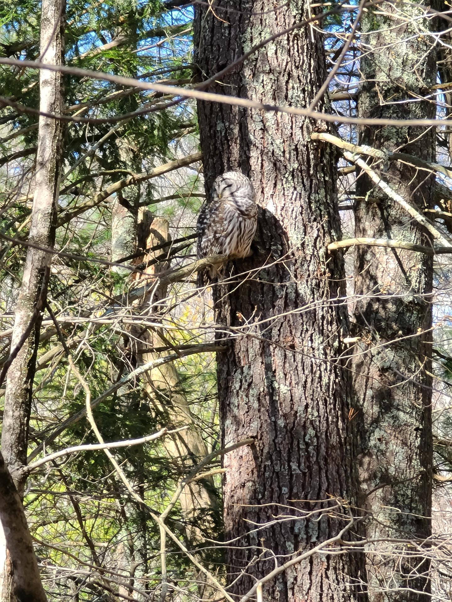 an owl in the woods