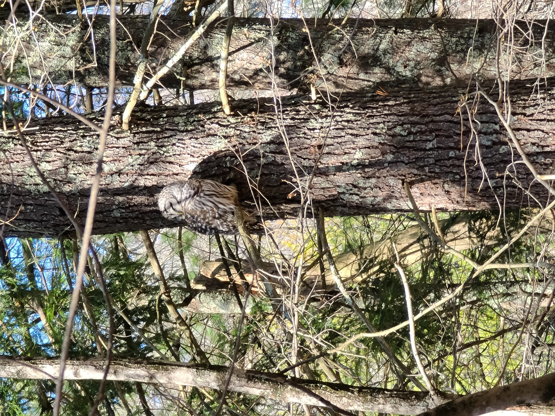 an owl in the woods