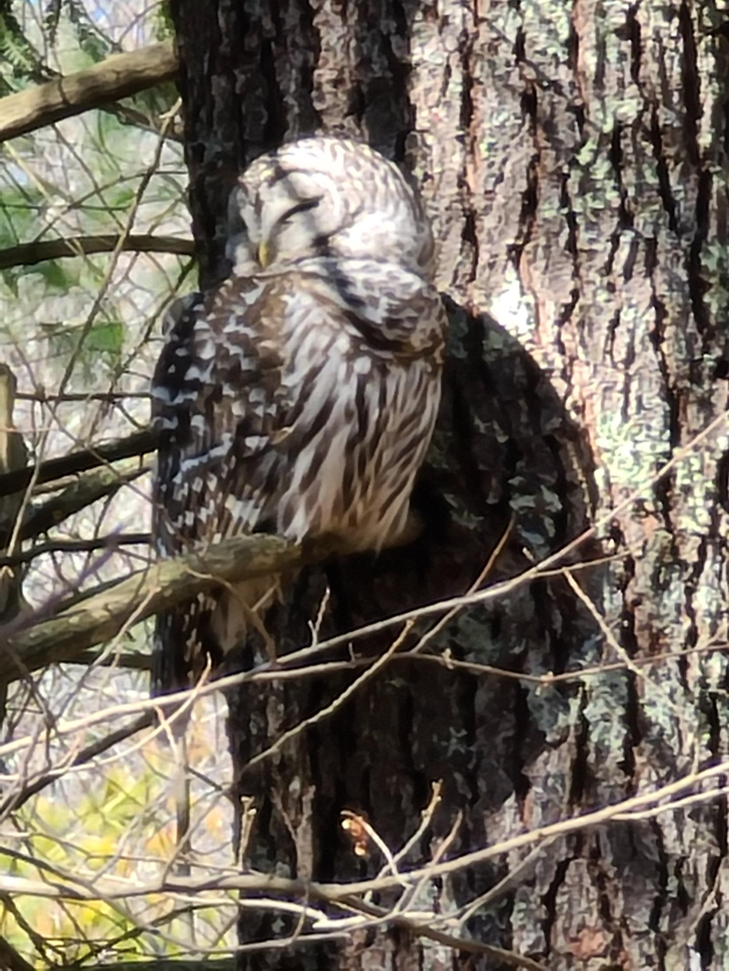 owl in the woods