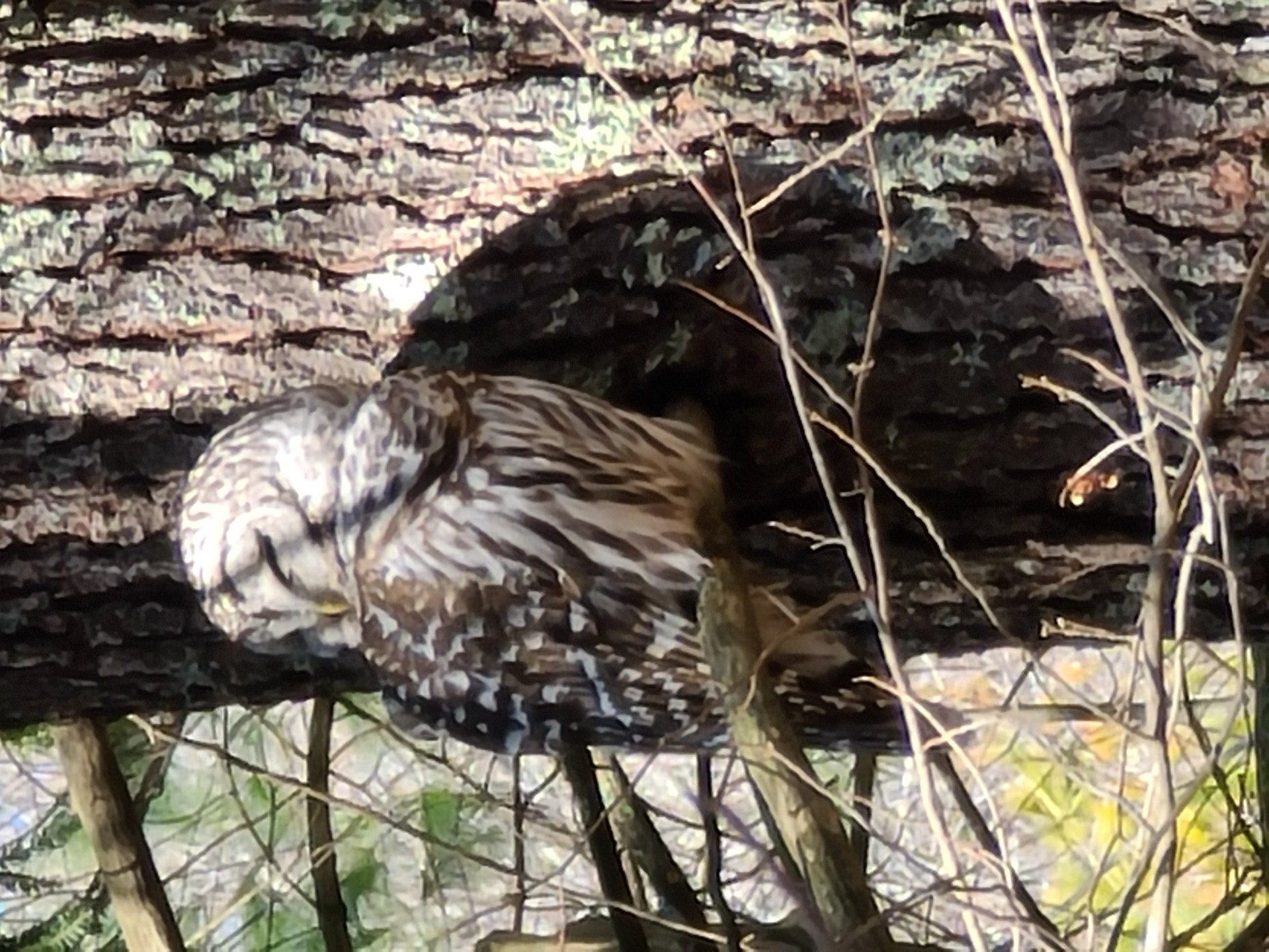 owl in the woods