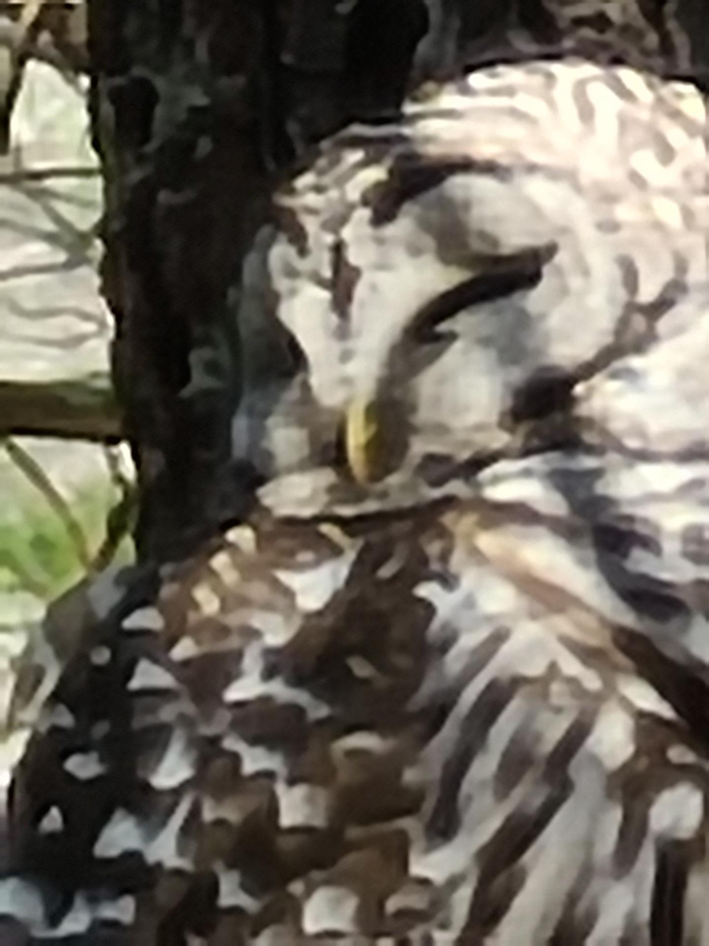 owl in the woods