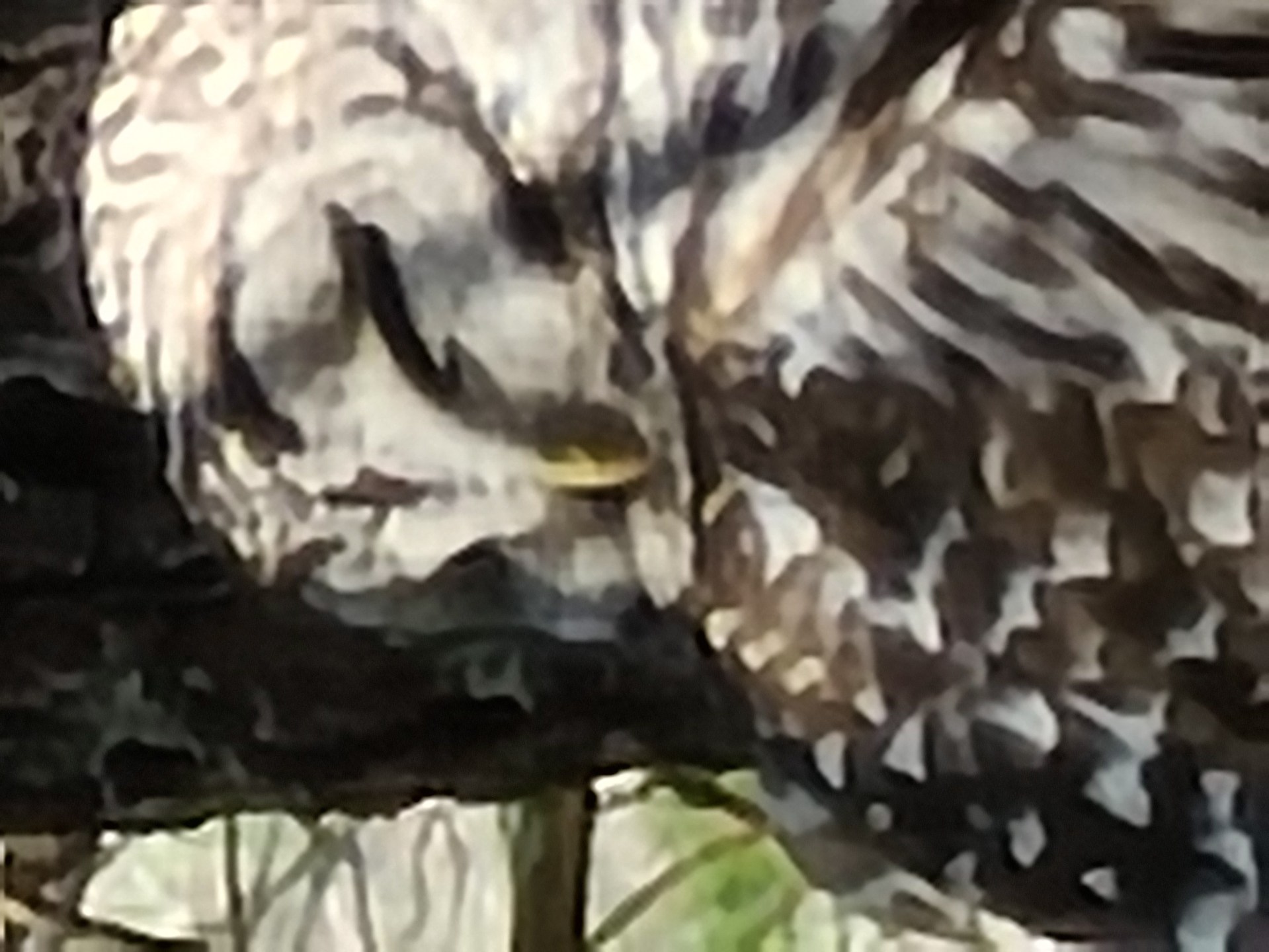 owl in the woods