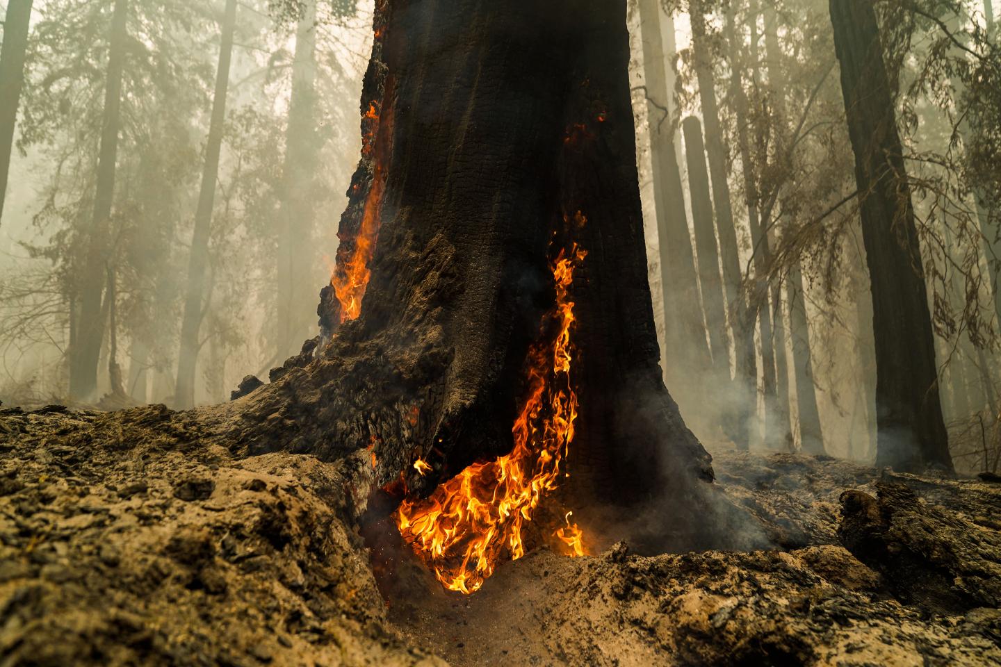 CA Fires 2020