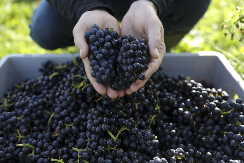 8 ways wine will change in 2021 - Niger Business - Vimarsana News