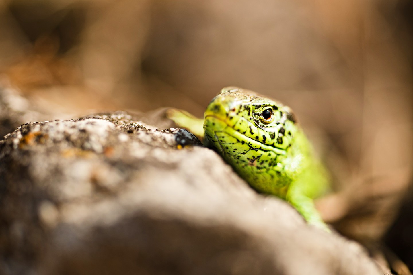 TES.03.21.Tesla-Sand Lizard