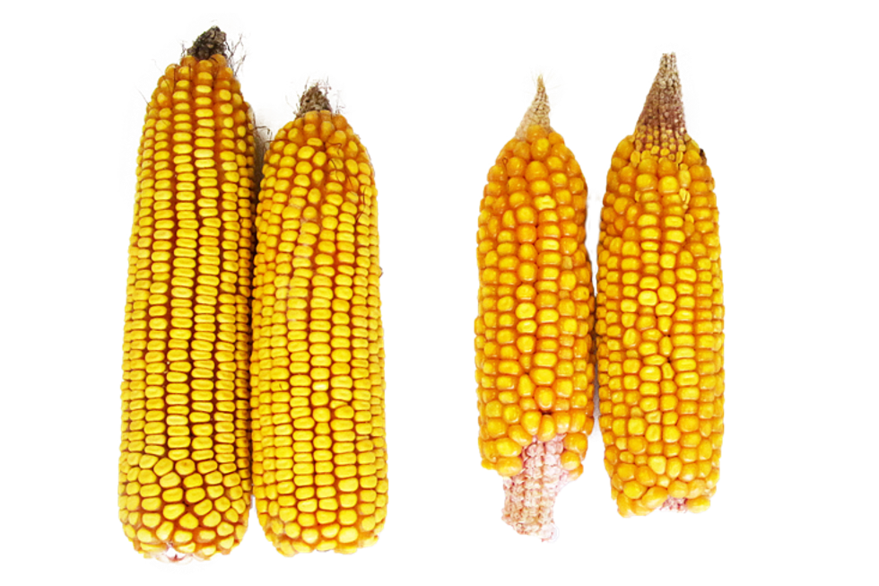 Syngenta-Artesian-Corn