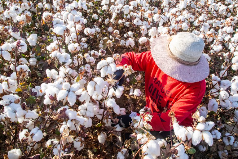 Reports of forced labor are driving brands to abandon Chinese cotton