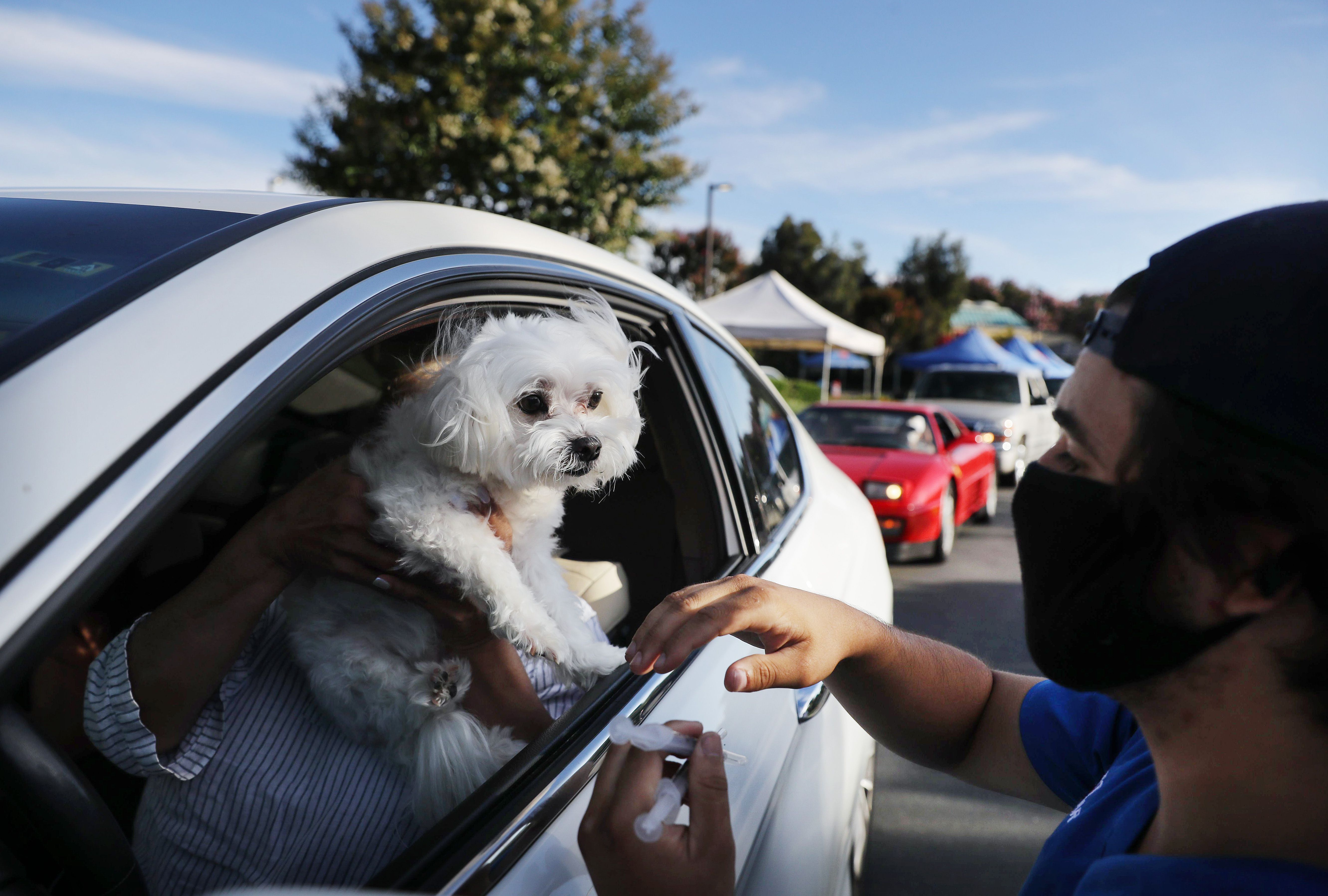 Rising numbers of COVID pets put U.S. veterinarians under huge stress |  Fortune