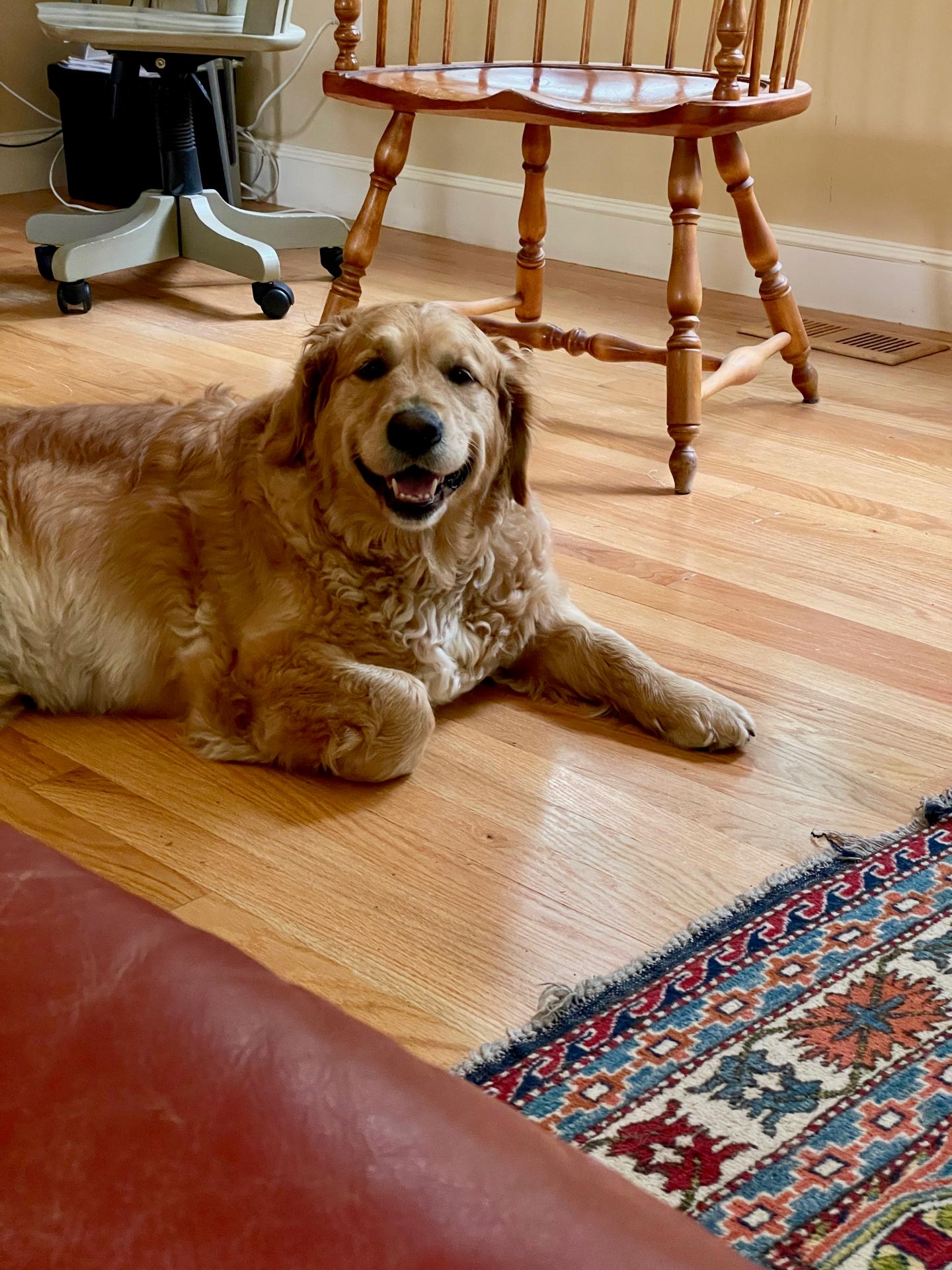 luna the dog