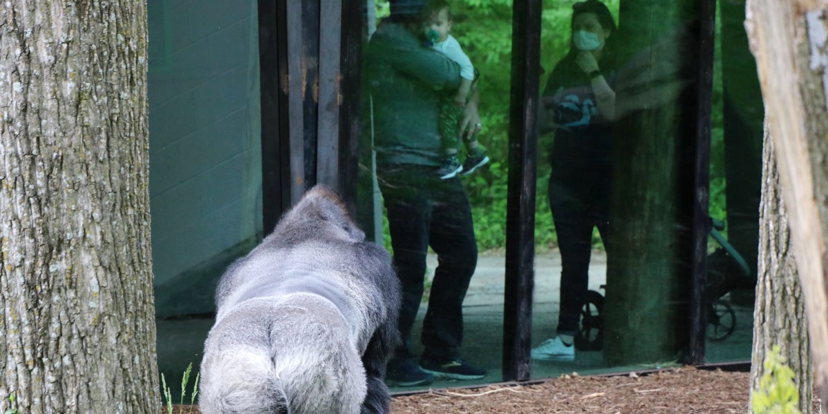 How zoos are managing coronavirus risk to animals Fortune