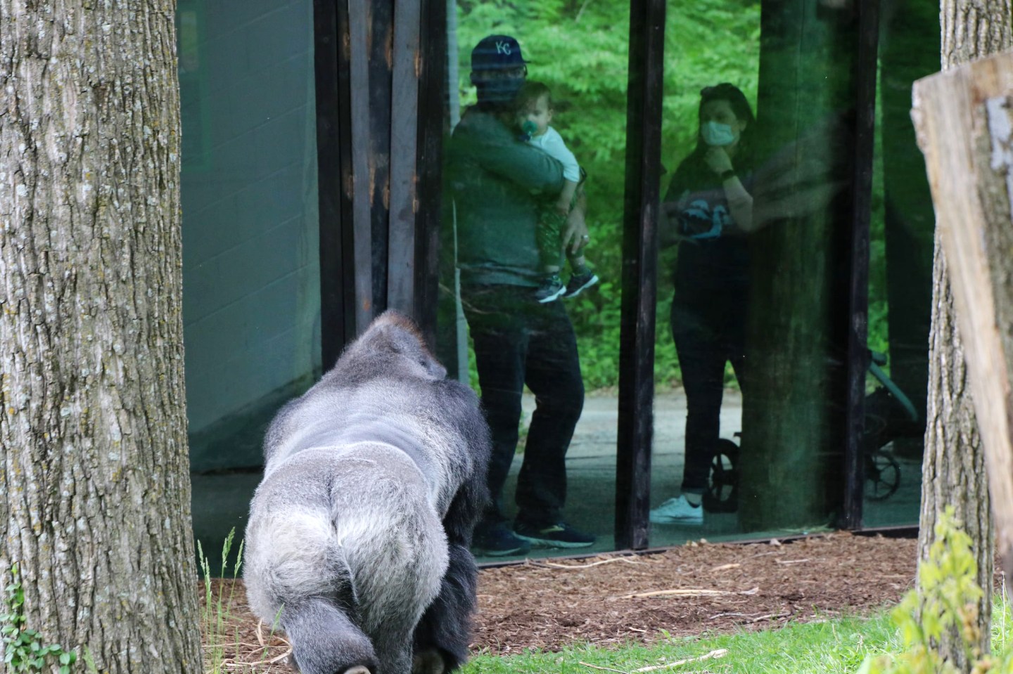 The Kansas City Zoo is experiencing an influx of business—more than 300,000 visitors had stepped through the doors from January to June 2021.
