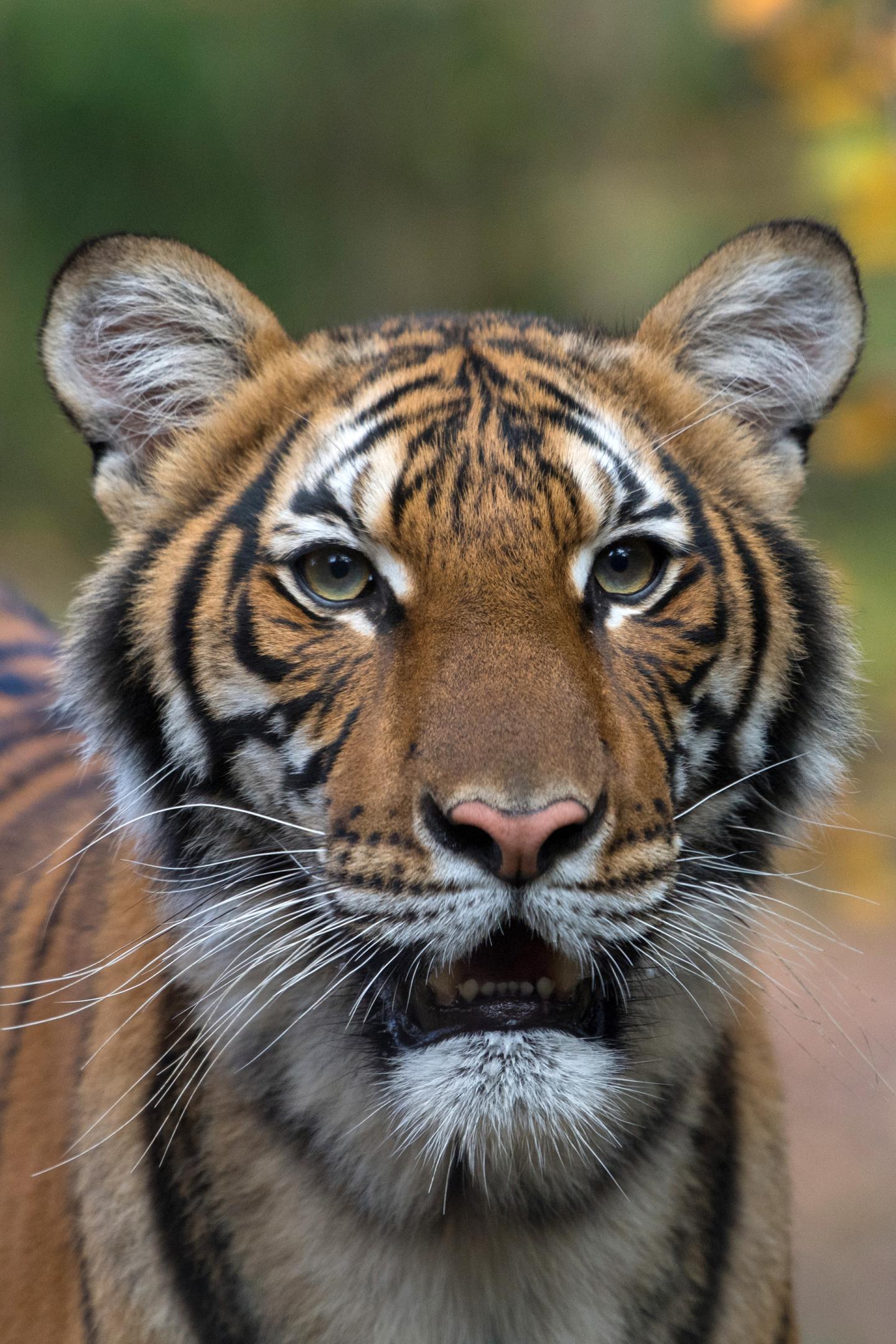 Nadia, a Malaysian tiger housed in the Bronx Zoo, was the first animal to test positive for coronavirus.