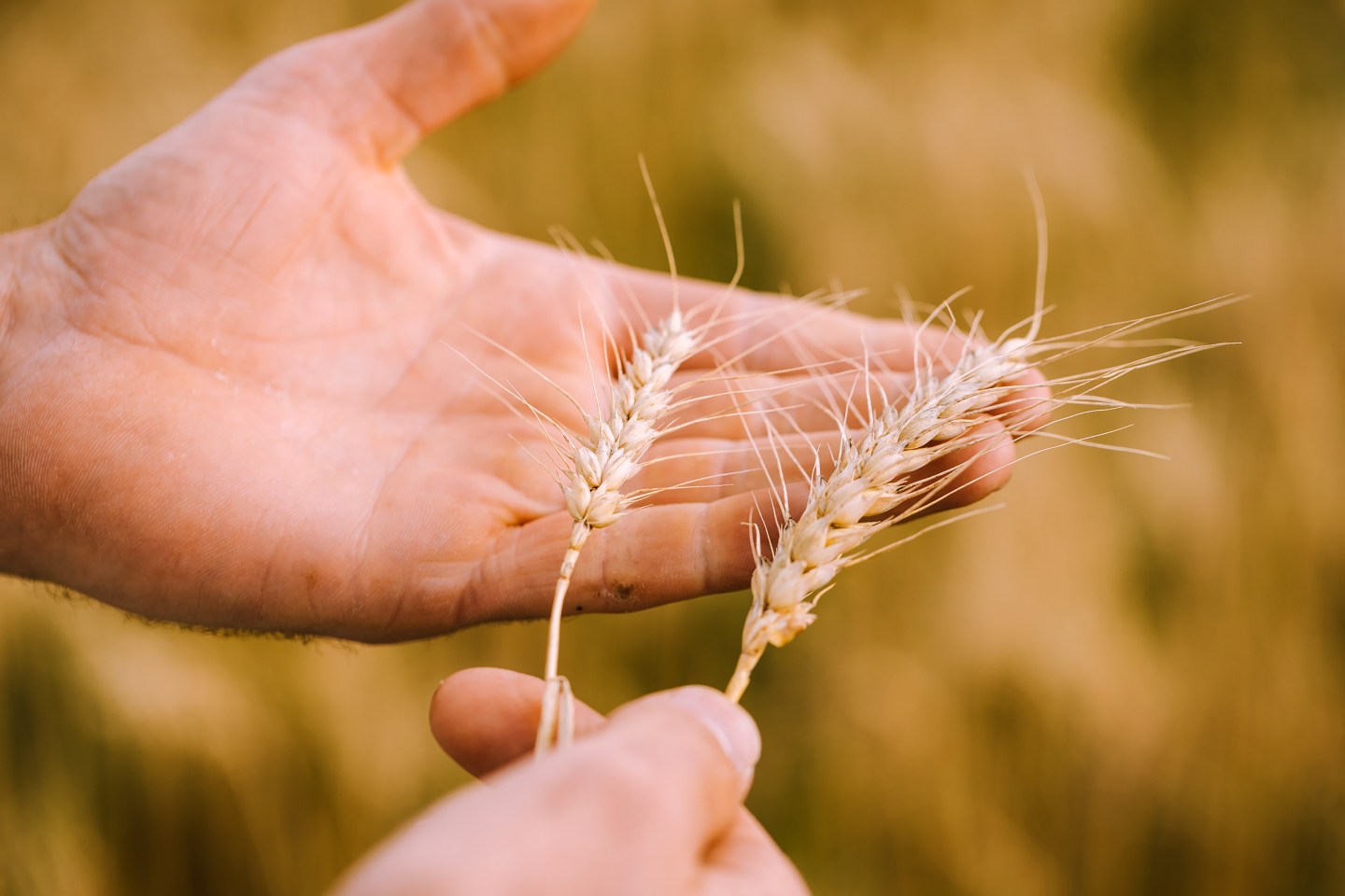 Path to Zero June 2021-Breweries-Allagash-Brewing-Company-Buck-Farms-1-2