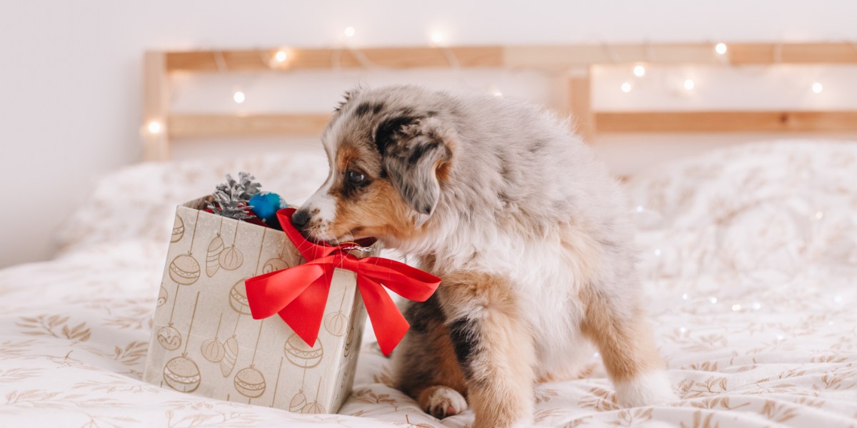Holiday gift guide 2021 The best gifts for pet owners Fortune