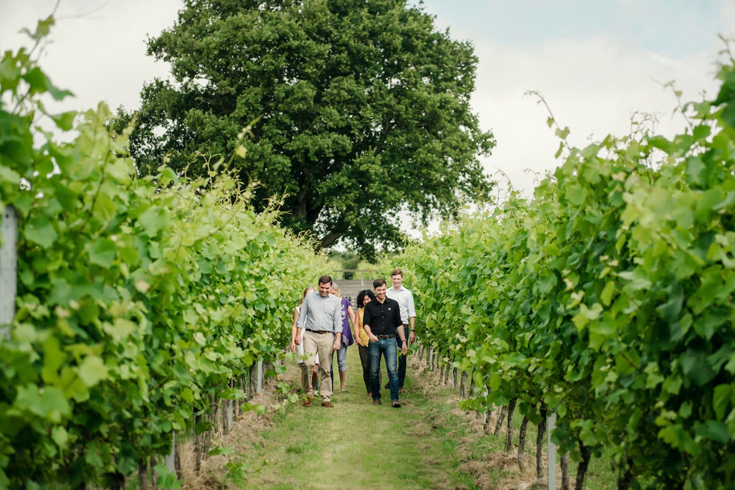 Gusbourne vineyards in Kent, England