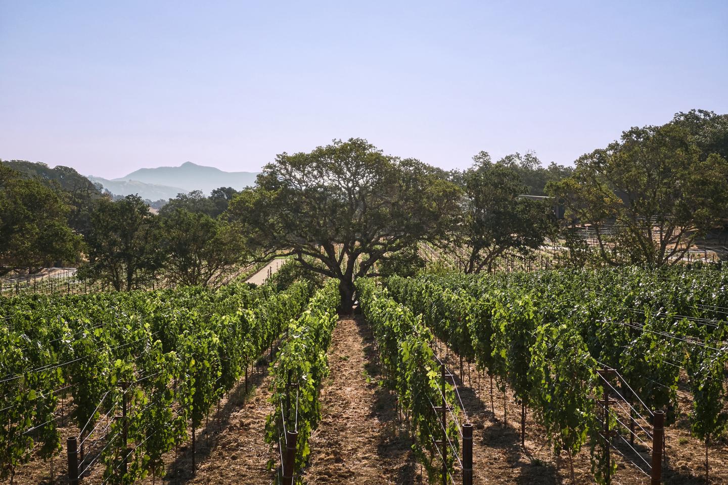 Guests can traipse through vineyards on the grounds of the Montage Healdsburg.