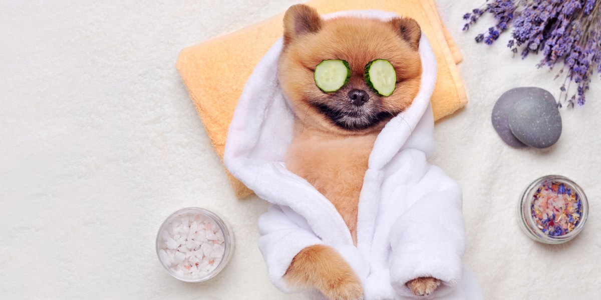 Essential Pet Care Tips for Happy, Healthy Dogs