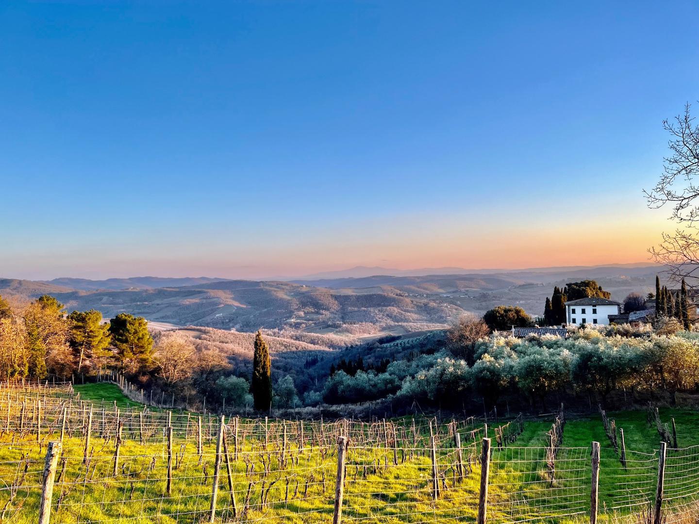 Castello di Volpaia vineyards