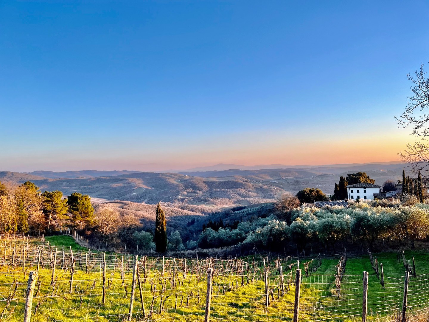Castello di Volpaia vineyards
