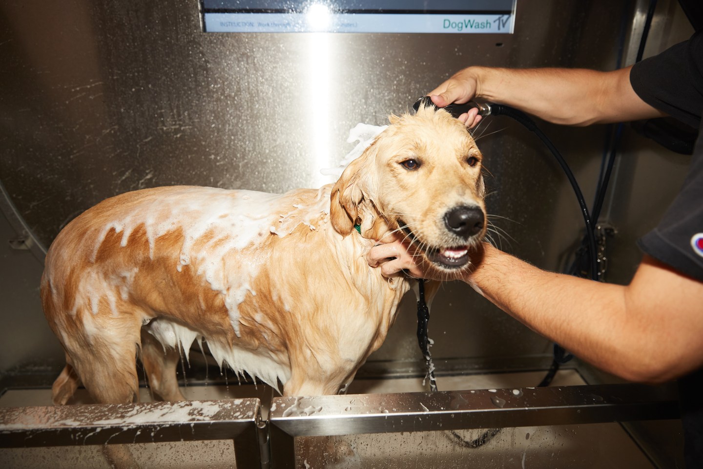 Now You're Clean dog wash